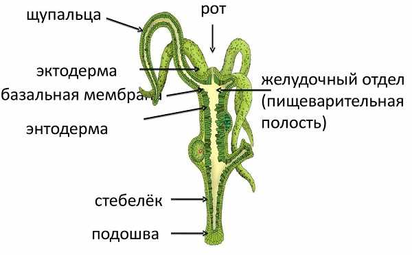 Блэк спрут даркнет